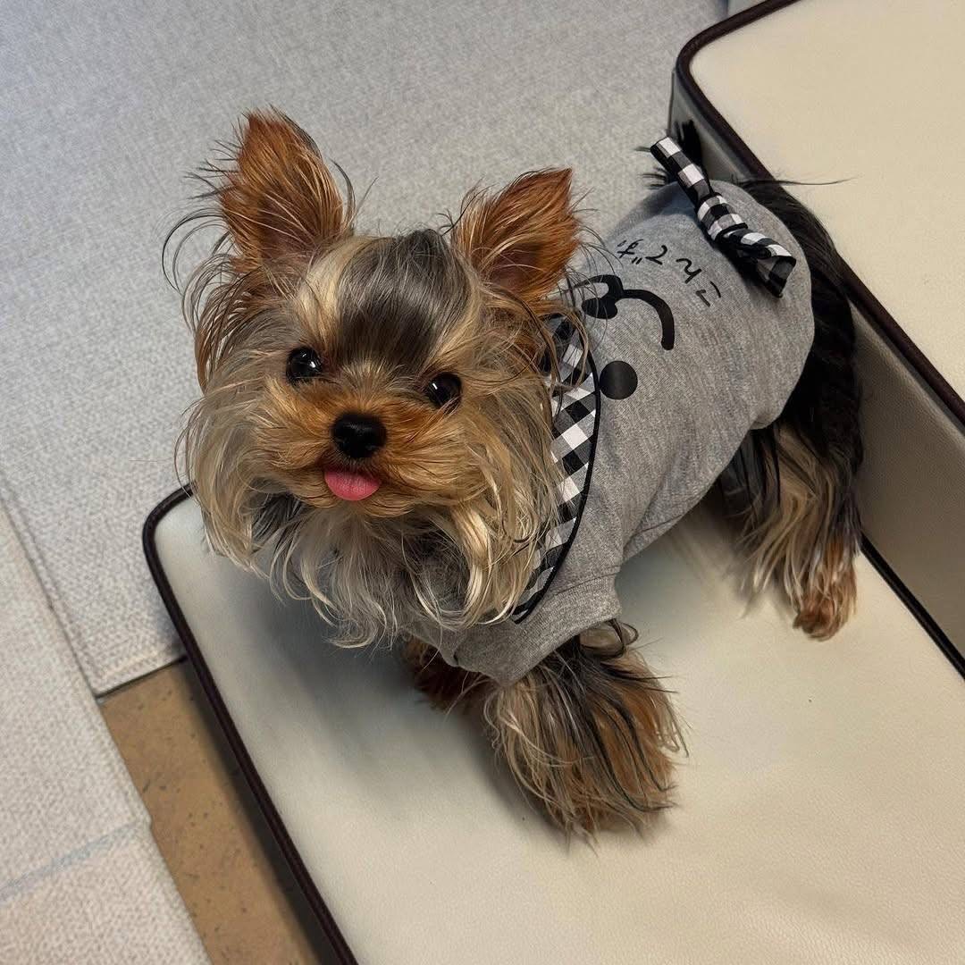 puppy image